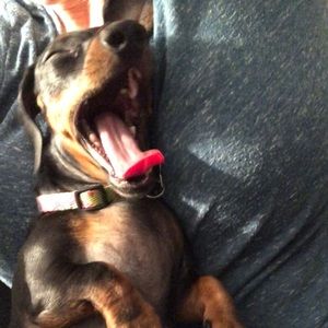 Meet your Posher, Danielle